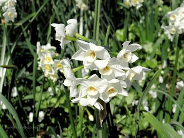 Flowers, Canberra, Australian Capital Territory - 7